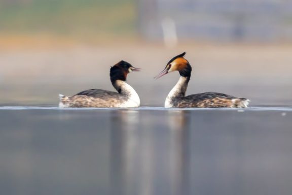 Couple de Grèbes Huppés