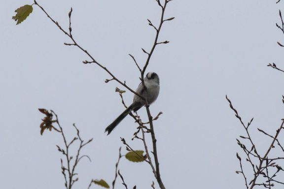 Orite à longue queue