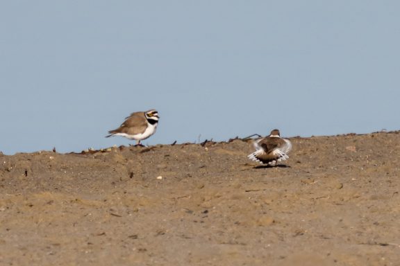 Parade des Petits Gravelots