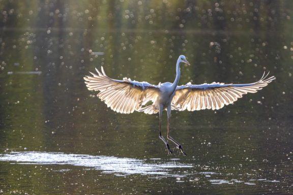 Le posé de la Grande Aigrette