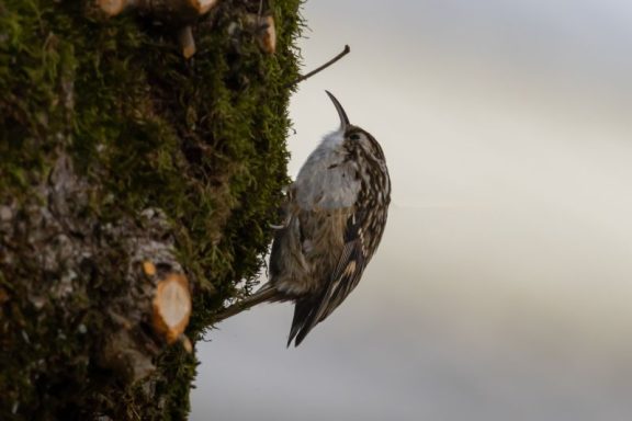 Grimpereau de bois