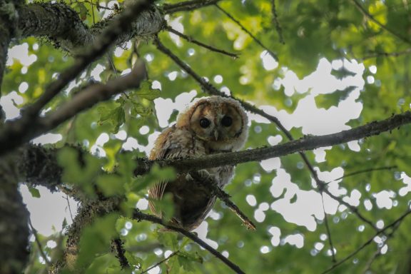Chouette hulotte