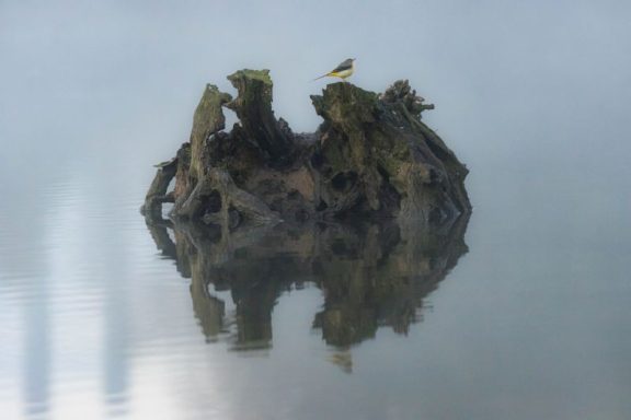 Bergeronnette des ruisseaux