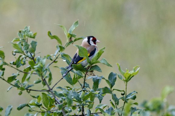 Chardonneret élégant