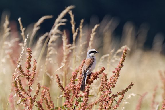 Pie Grièche Ecorcheur