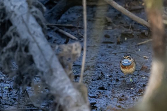 Gorgebleue à miroir