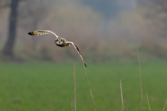 Hibou des Marais