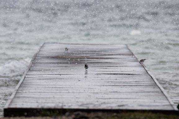 Bergeronnettes Grises sous la neige