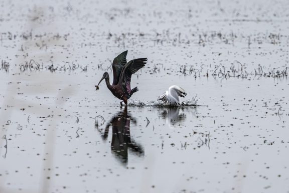 Ibis Falcinelle et Mouette