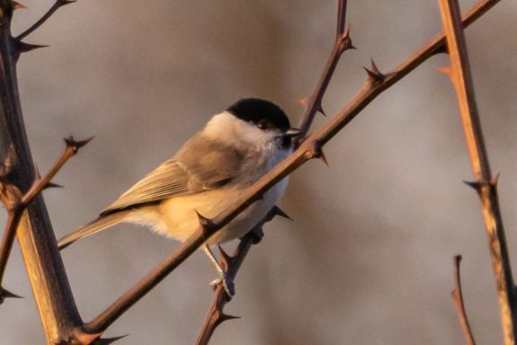 Mésange Boréale