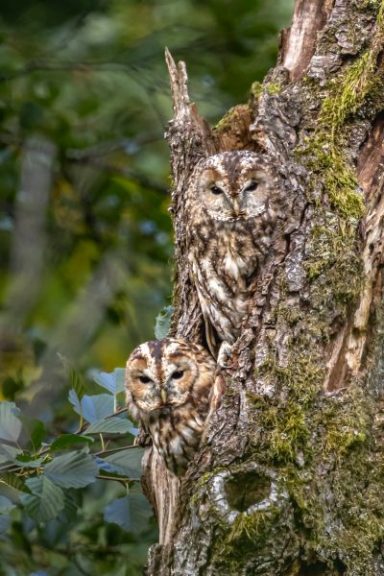 Chouettes Hulotte