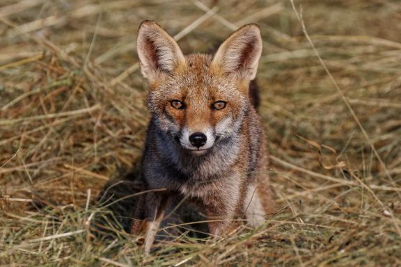 Renard Roux