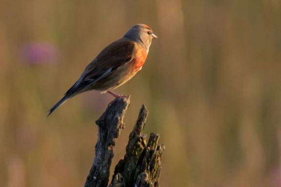 Linotte Mélodieuse