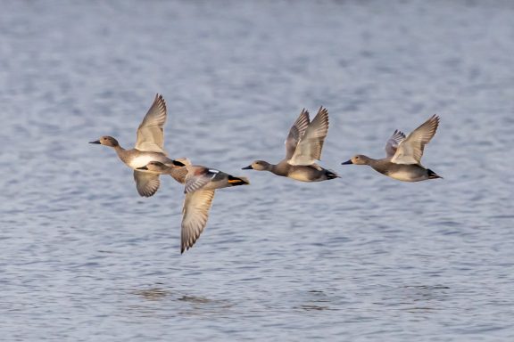 Canard Chipeau