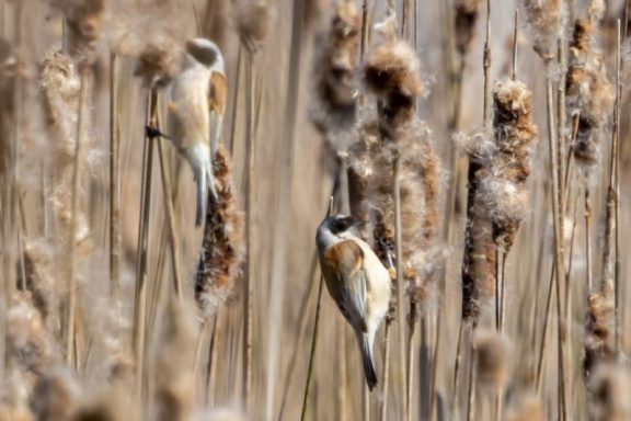 Rémiz Penduline