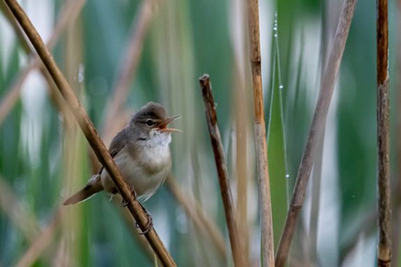 Rousserole effarvate