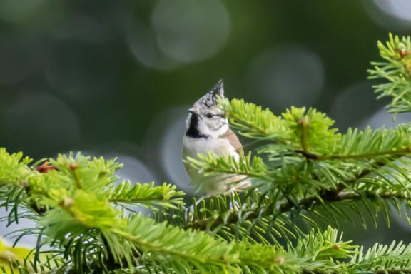 Mésange Huppée