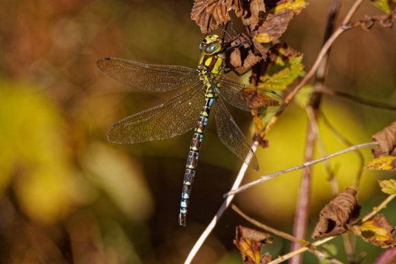 Aeschne bleue