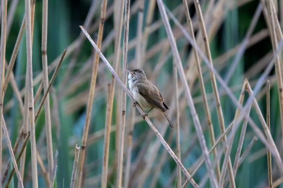 Rousserole effarvate