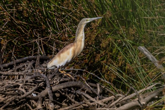 Crabier chevelu dans le Territoire de Belfort