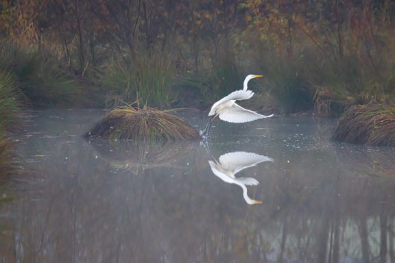 Grande Aigrette automnale