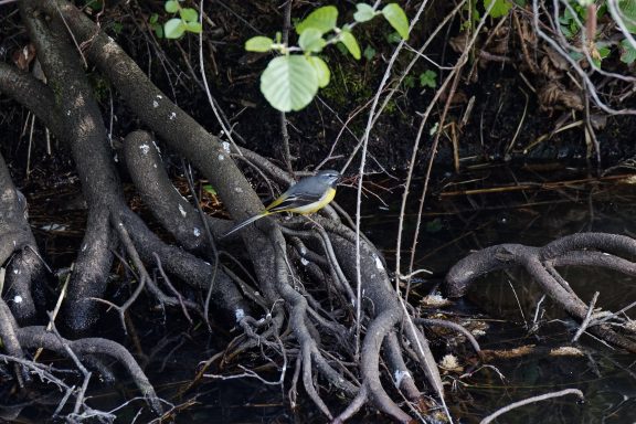 Bergeronnette des rivières