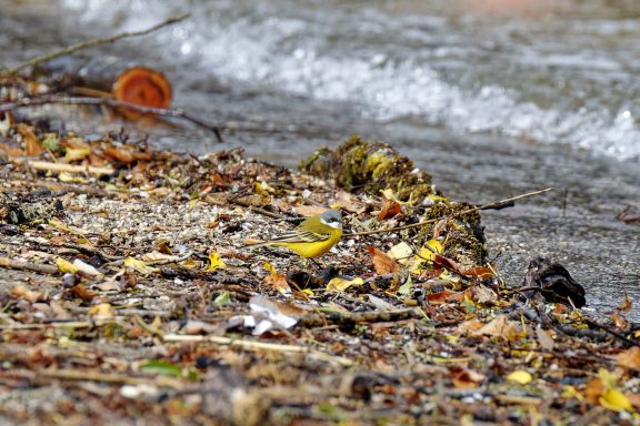 Bergeronnette printanière