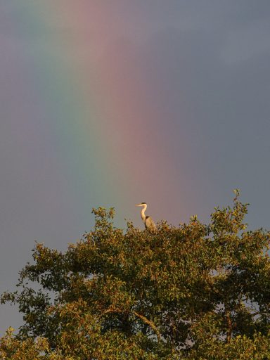 Héron Cendré au pied d'un Arc-en-ciel