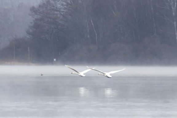 L'envol des Cygnes