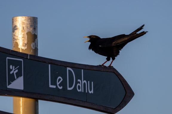 Chocard à bec jaune