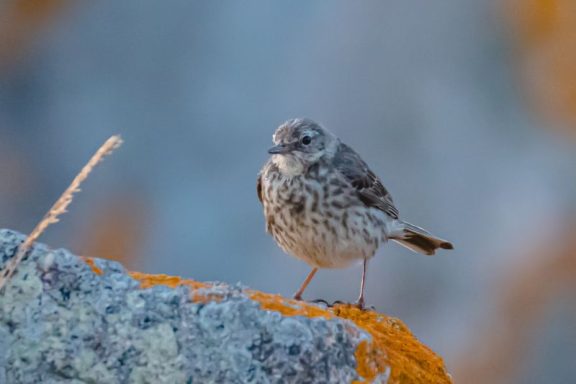 Pipit Farlouse
