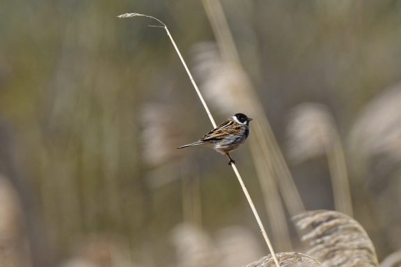 Bruant des roseaux