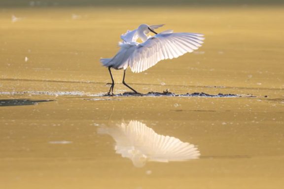 La danse de l'Aigrette Garzette