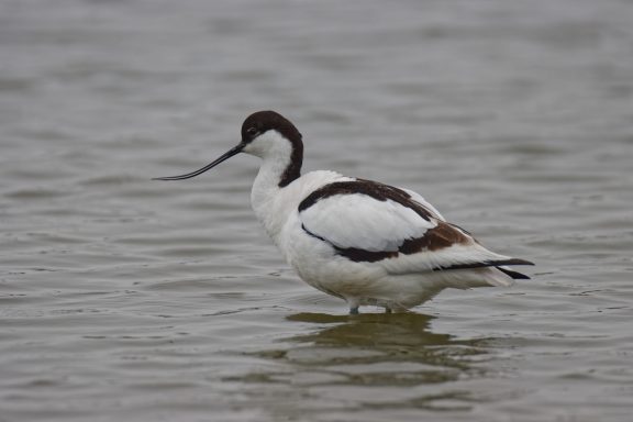 Avocette Elegante