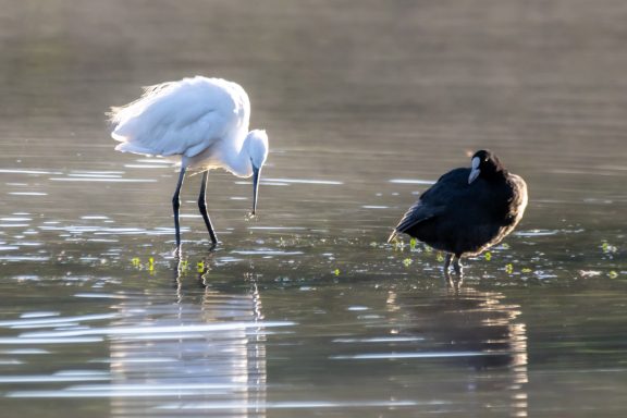 Aigrette Garzette et Foulque Macroule