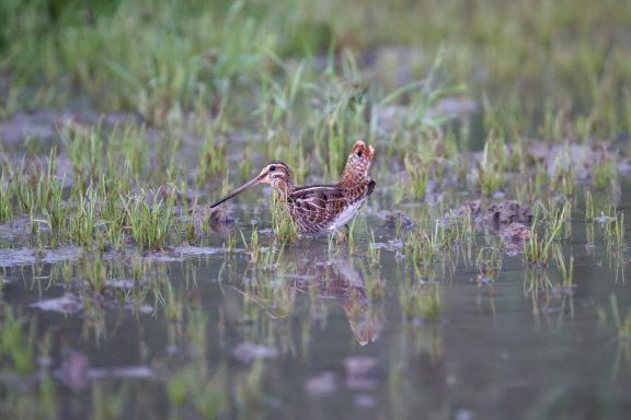 Bécassine des marais