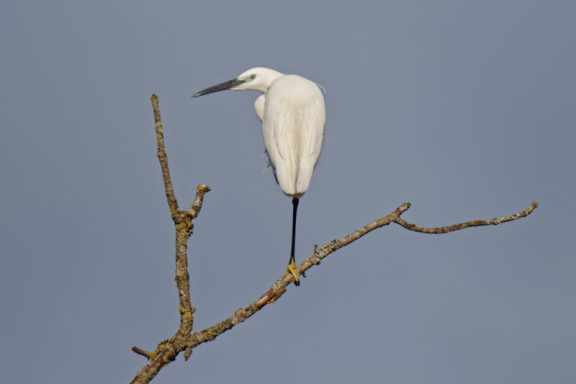 Aigrette Garzette