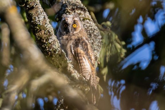 Hibou Moyen Duc