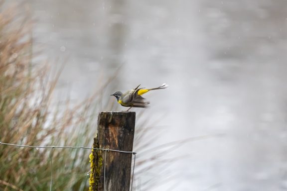 Bergeronnette des Ruisseaux