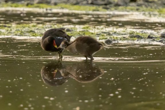 Galinule poule d'eau