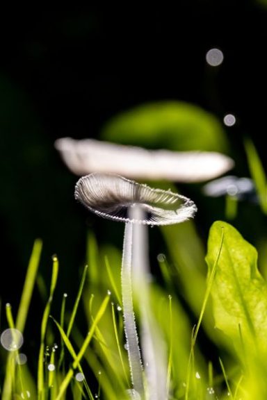 Champignons transparents ?