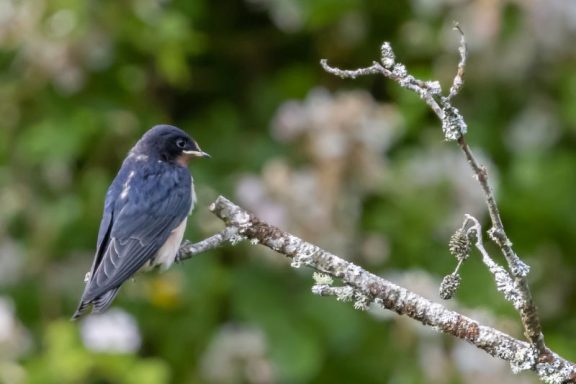 Hirondelle Rustique