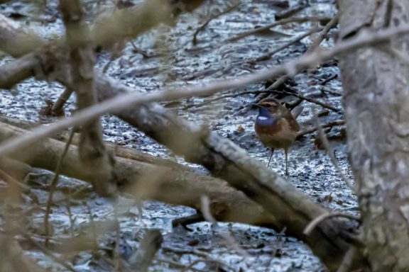Gorgebleue à miroir